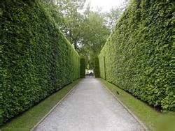 hedge meaning in urdu|Hedge meaning in Urdu is گھیرنا, gheyrna .